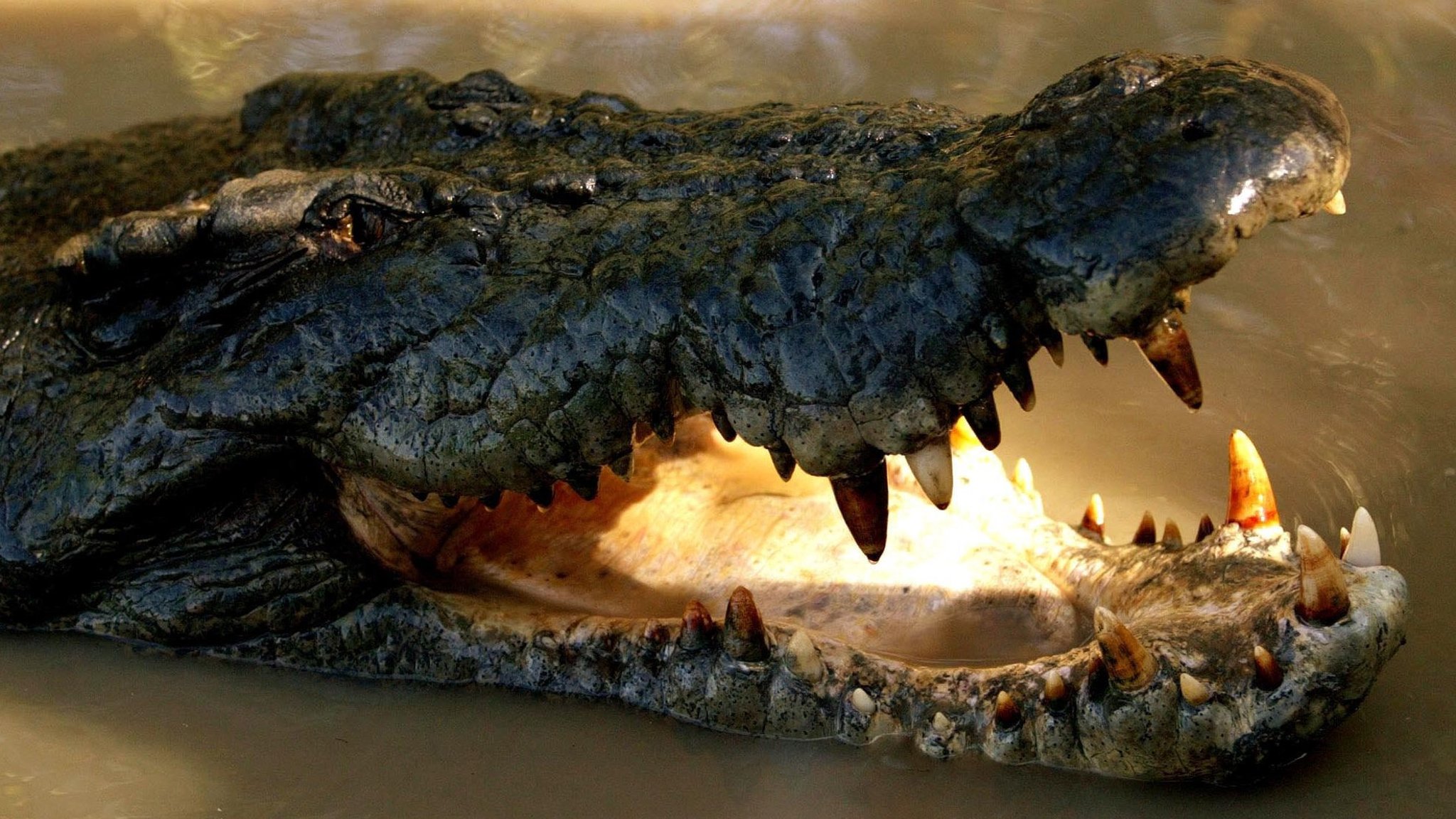 Skin trade spurs Australian crocodile revival