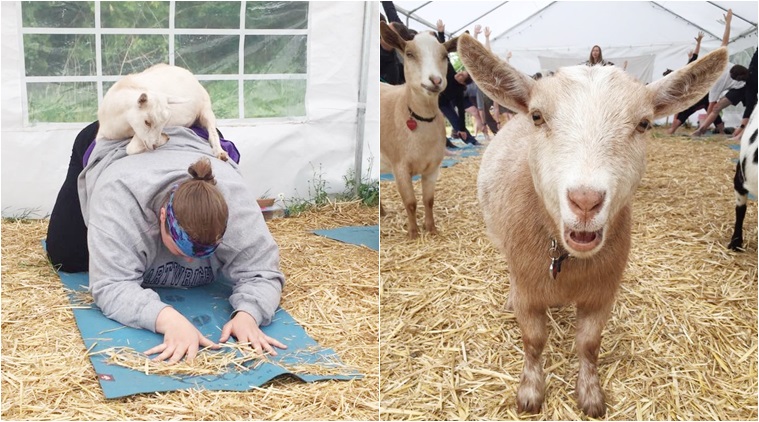 Goat Yoga is the latest craze in the US; do you think it would work in India?