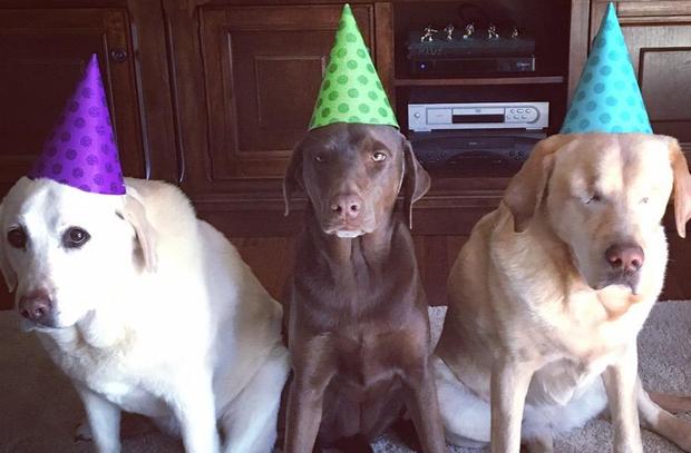 Harley the blind therapy dog, who lost eyes at age 5, warms hearts