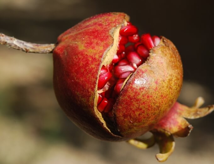 5 Foods that Promote Hair Growth