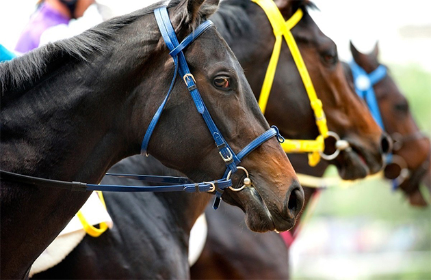 Determining If Horse Ownership Is Right for You