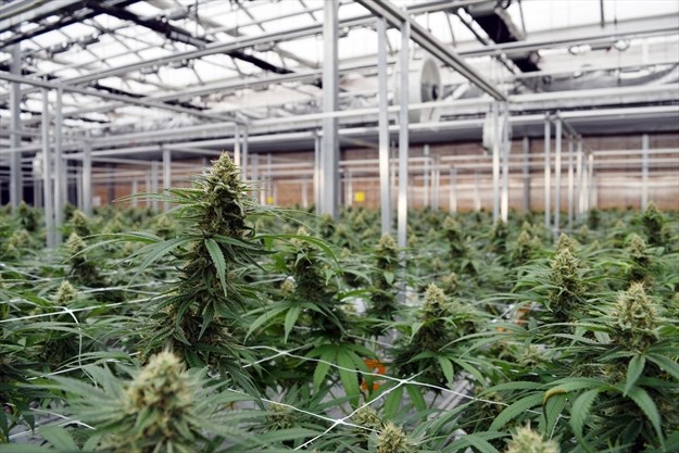 Hum!! What Cannabis Products Are Best For Me At My Local Dispensary?