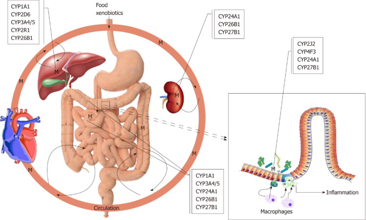 What’s the significance of cytochrome P450 digestion?