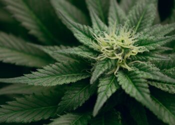 A new guide for weed and marijuana strategy research